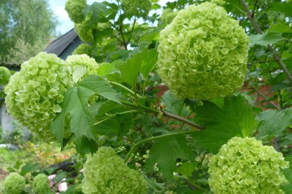 viburnum_opulus_roseum_3.jpg
