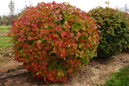 viburnum_opulus_roseum_4.jpg