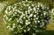 viburnum_opulus_roseum_1.jpg