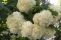 viburnum_opulus_roseum_2.jpg