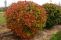 viburnum_opulus_roseum_4.jpg