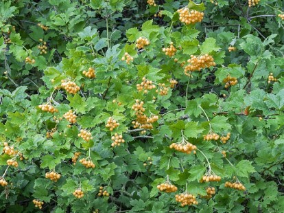 xanthocarpum_2.jpg