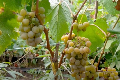 vitis-cvetochniy-1.jpg