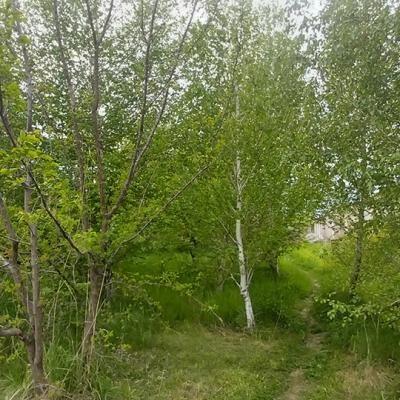 Березовая роща