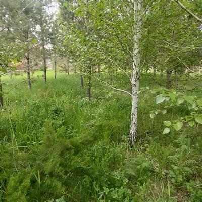 Березы и сосны