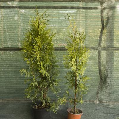 Туя западная 'Brabant'