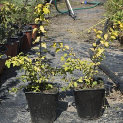 Спирея Вангутта