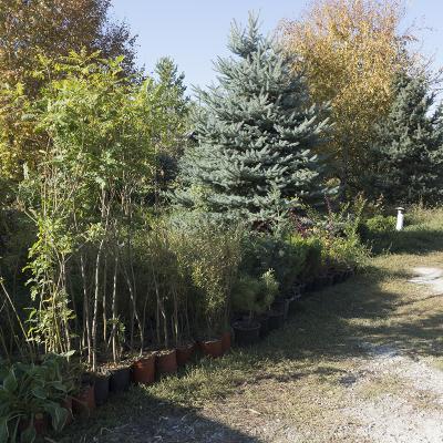 Подготовка растений к отгрузке