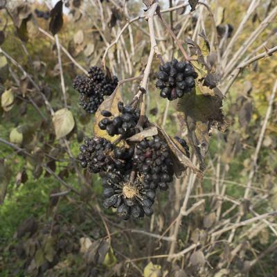 Акантопанакс сидячецветковый