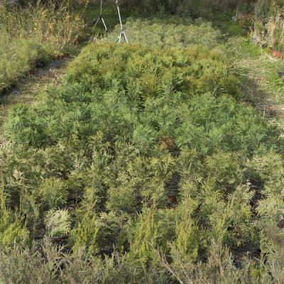 Наши маленькие хвойные