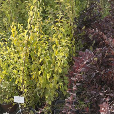 Чубушники, пузыреплодники, дейции и многое другое