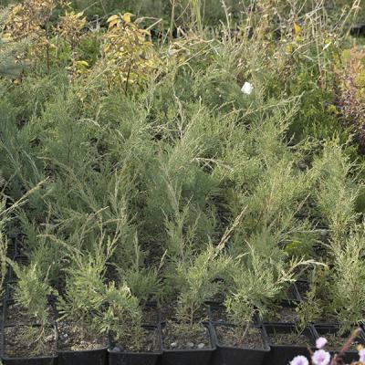 Можжевельники в ассортименте