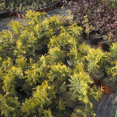 Туи желтокончиковые