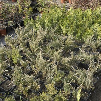 Можжевельники