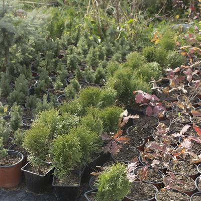 Маленькие туи, ели, дубы