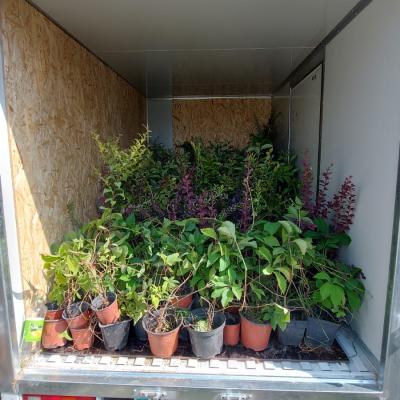 Отгрузка растений