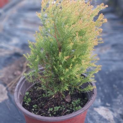 Туя западная 'Rheingold'