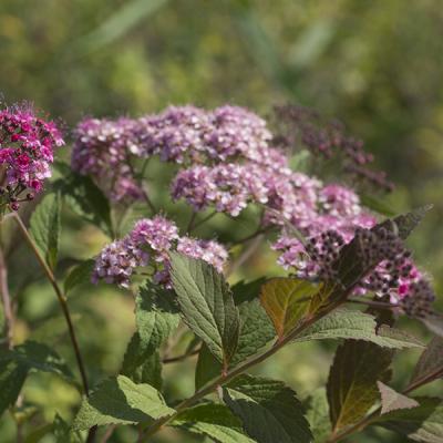 Спирея японская 'Magnum Rose'