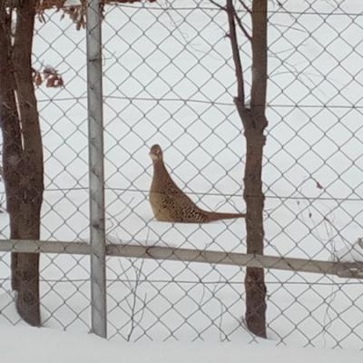 Фазан на снегу