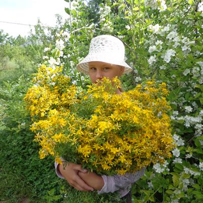 Урожай зверобоя 