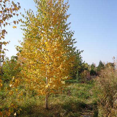 Осенние зарисовки
